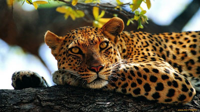 В Сюникской области усилится защита леопардов