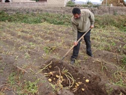 Возвращенный обратно в Армению с границы с Грузией зараженный картофель был турецким