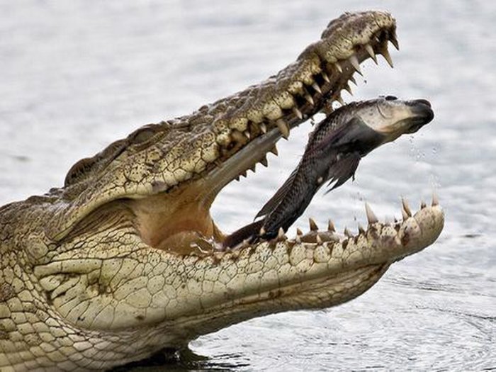 Политолог: «Крокодила нельзя сделать ветегарианцем, от этого он станет еще более агрессивным»
