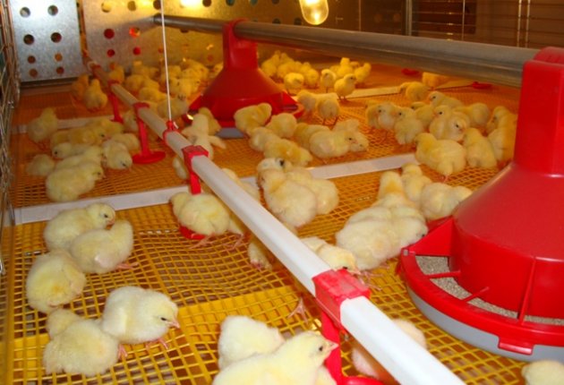 Служба безопасности пищевых продуктов ежедневно посещает турецких цыплят для проверки их самочувствия