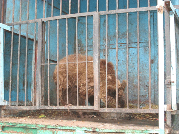 Зоопарк Гюмри в ужасном состоянии – владелец молит спасти львов и медведей от голода (видеоматериал, фоторяд)