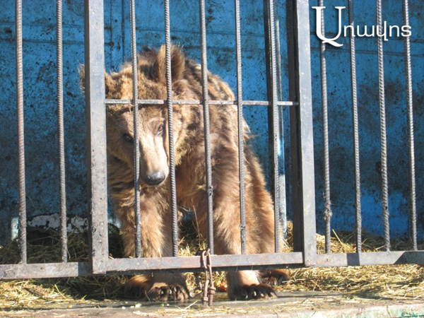 Владелец зоопарка в Гюмри переживает: «Разве так трудно содержать двух медведей, что опозорились на весь мир?» (ВИДЕО, ФОТО)