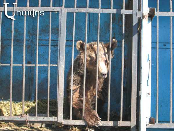 Родившихся в Гюмри медведей Машу и Мишу вывезли, остаются три львицы (ФОТО)
