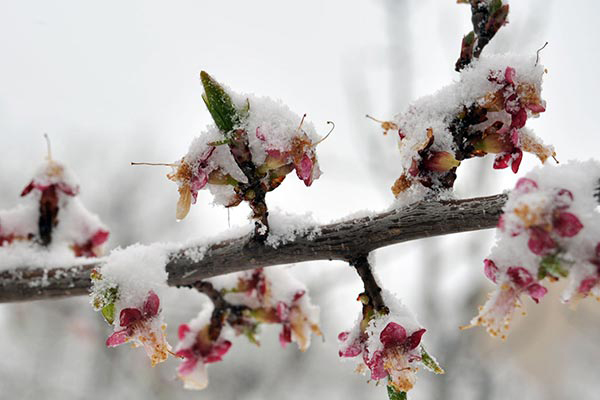 Погода заморозила не только плодовые деревья сельчан, но и их кредиты