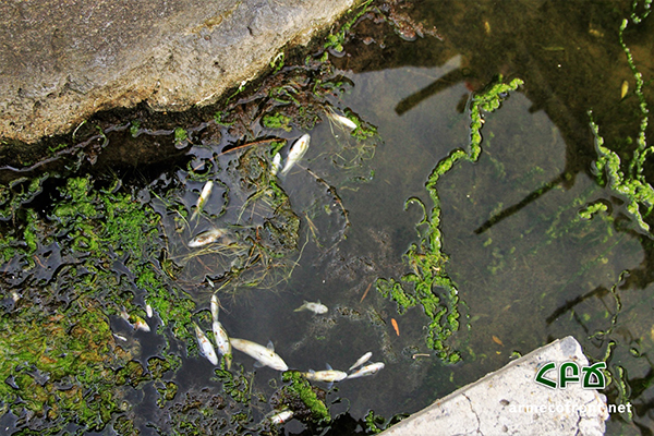 Тысячи мертвых рыб в реке Раздан, экологи бьют тревогу: видео