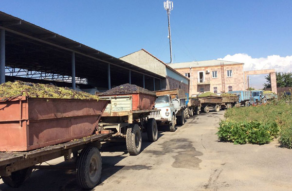 Заводы не хотят идти под ярмо: при заготовке примерно 70 тысяч тонн винограда возникнет проблема