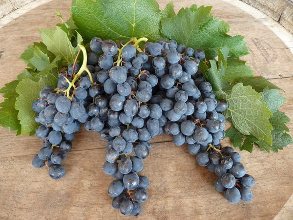 15 сентября в Армении стартуют работы по массовому сбору урожая винограда и закупкам: Минсельхоз