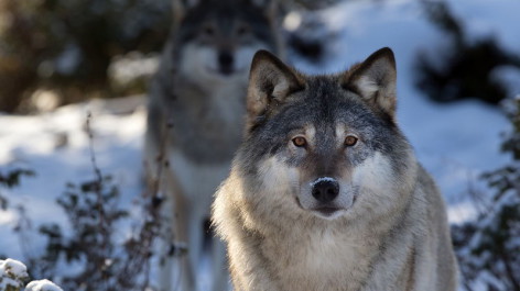 21 миллион – для охоты на неуловимых волков: видео «А1+»