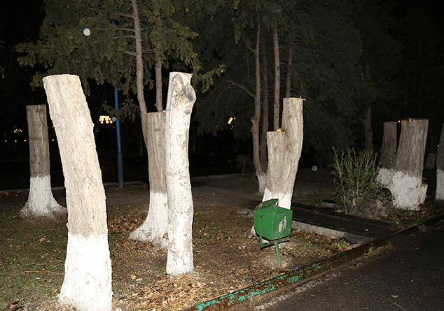 Вырубившего деревья в Давидашене арестовали