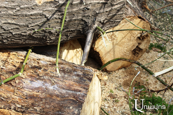 Срубленное дерево по адресу Качазнуни-11 в Ереване: видео