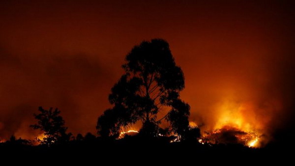Трагедия в Португалии: жертвами лесных пожаров за один день стали более 60 человек