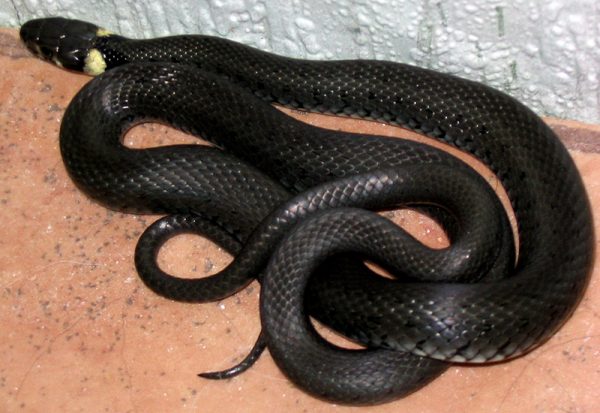 В Ереване в одном из дворов Нор Ареша поймали змею