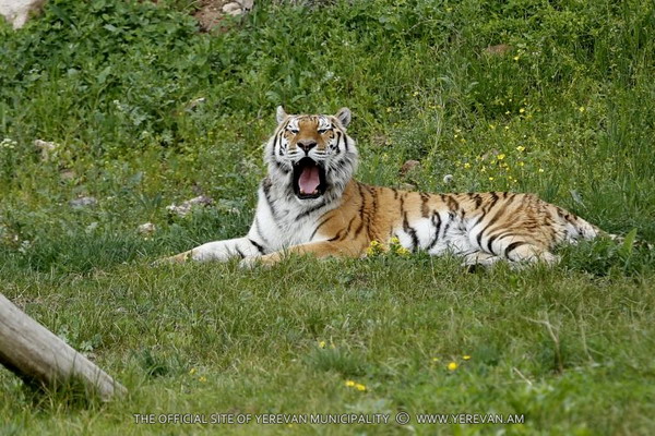 Более 100 000 посетителей принял Ереванский зоопарк в текущем году