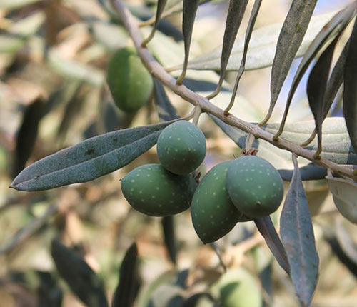 В ближайшее время в Арцахе появятся крупные оливковые плантации: министр
