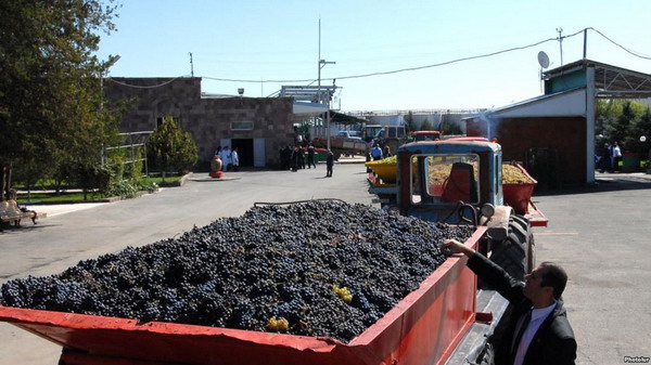 Глава Союза виноделов Армении: в текущем году ожидается на 30-35% меньше урожая, чем в прошлом