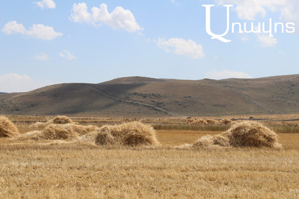 В Айреняц пшеничные поля поливаются только дождем: поливной воды нет