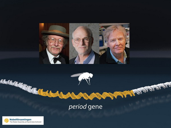 Трое американских ученых стали лауреатами Нобелевской премии в области медицины за изучение биоритмов