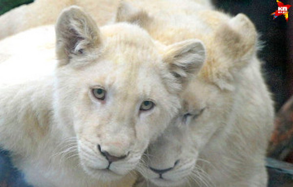 СМИ: в Минском зоопарке живут белые львы, подаренные Гагиком Царукяном Коле Лукашенко