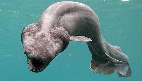 Португальские ученые выловили доисторическую акулу-монстра на большой глубине