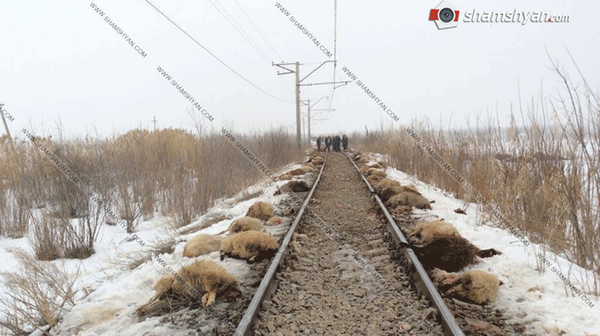 Электропоезд врезался в стадо овец: погибли 63 животных
