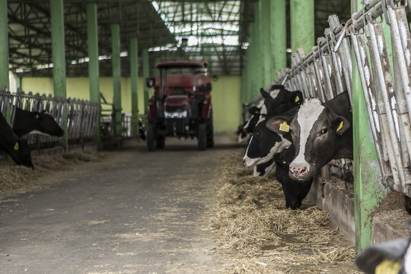 Индекс продовольственных цен ФАО вырос вследствие роста цен на молочную продукцию в мае