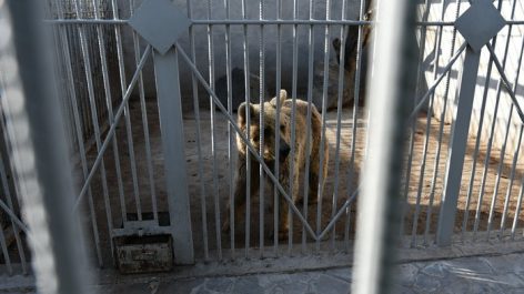 Медведя Манвела Григоряна перевезли в Ереванский зоопарк