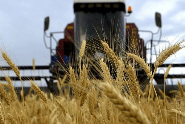 Тарифы на ж/д-грузоперевозки зерновых по маршруту порт Поти-Армения снизятся на 52%