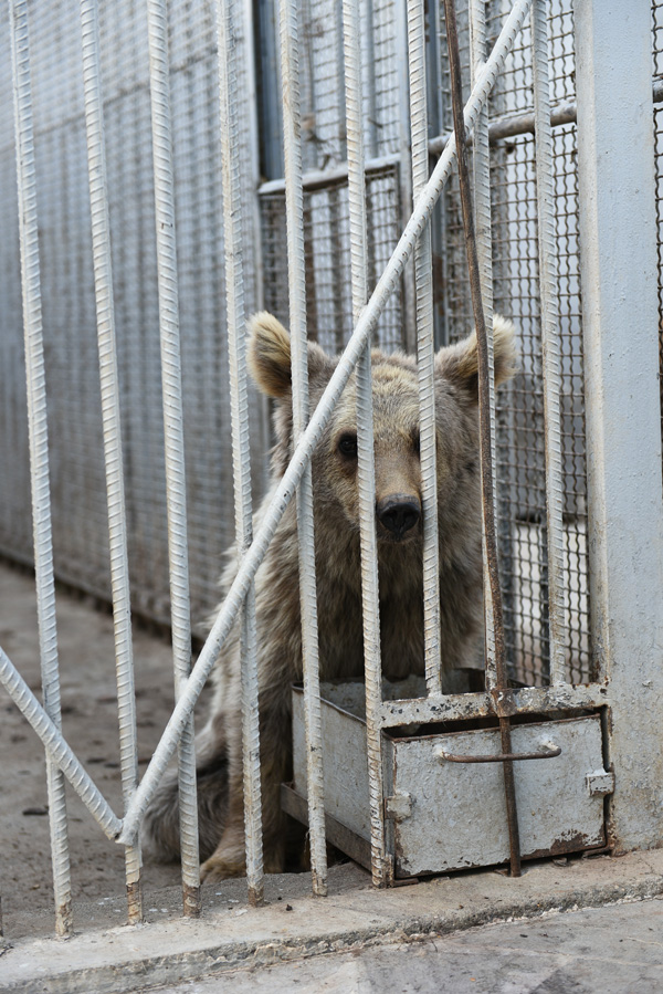 Рубен Хачатрян – о медведях генерала: «Они достаточно поправились, прибавили в весе»