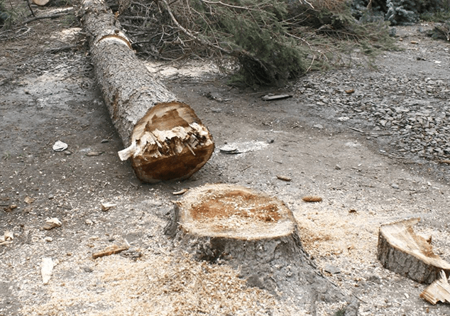 Крупномасштабная вырубка деревьев в Дилижане: видео