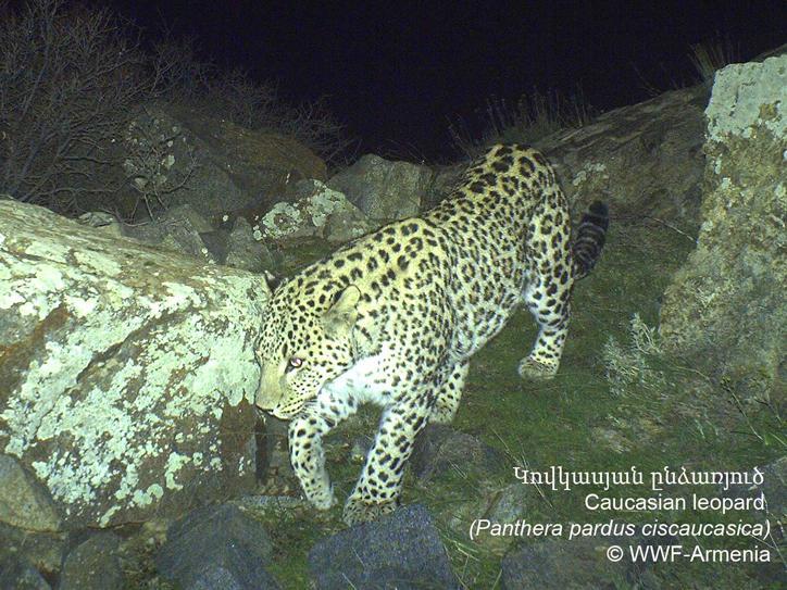 WWF Armenia: в Вайоц дзоре впервые человеком заснят кавказский леопард — видео