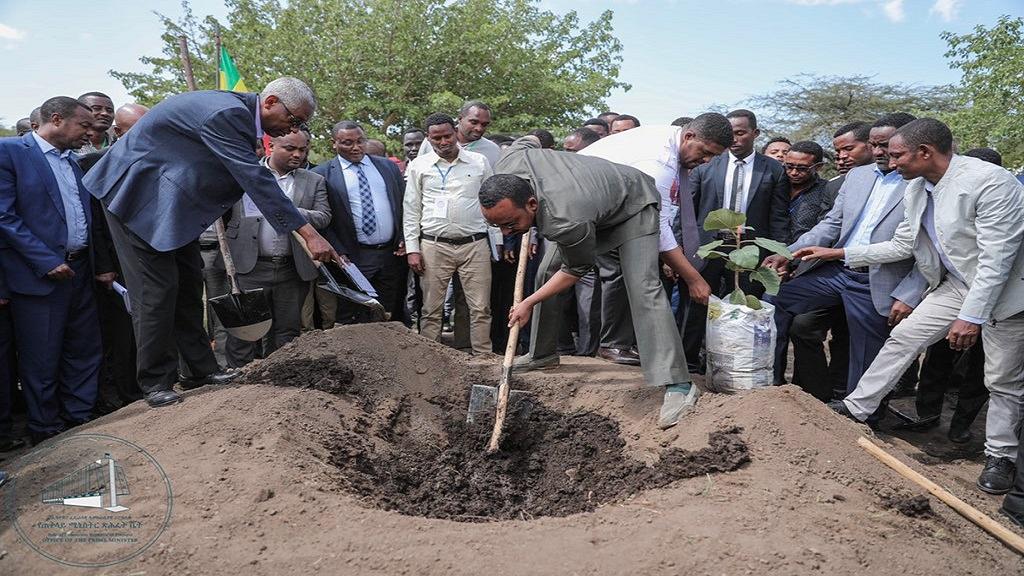 Эфиопия почти выполнила план по посадке 4 млрд деревьев в стране в 2019 году