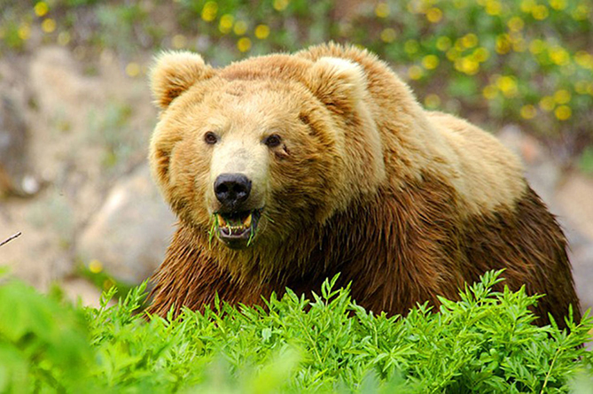 Трагедия на горе Арагац в Армении: гражданин Польши погиб в результате нападения медведя