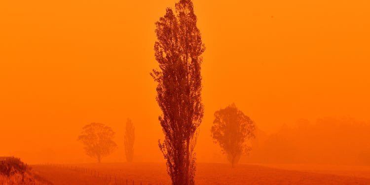 Глубоко обеспокоен катастрофой лесных пожаров в Австралии: глава МИД Армении