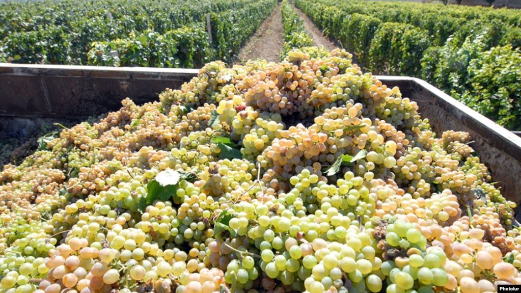 Виноградари продолжают жаловаться на низкую закупочную цену винограда