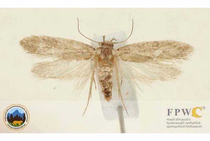 FPWC: в Армении обнаружен неизвестный науке вид насекомых