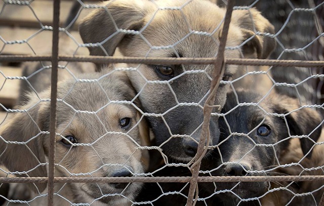 США с 14 июля запретят ввоз собак из 113 стран мира из-за угрозы бешенства. ТАСС