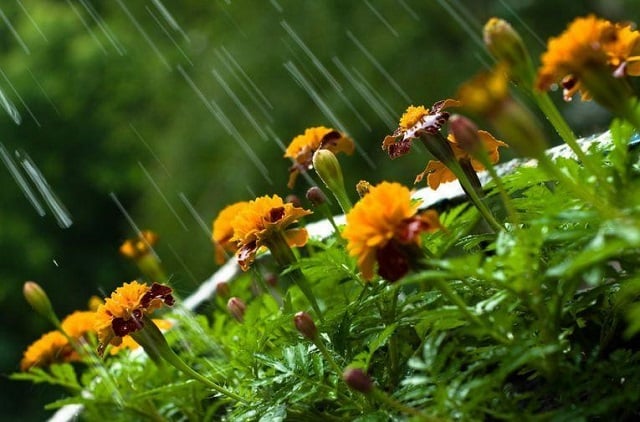 С 1-3 июля в вечерние часы в отдельных местах Еревана ожидается кратковременный дождь с грозой