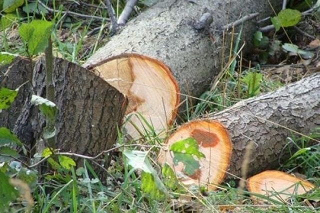 Раскрыт случай незаконной вырубки деревьев в Национальном парке «Дилижан»