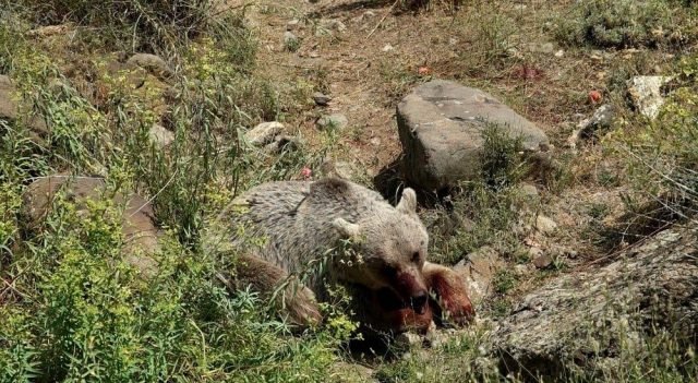 Погиб бурый медведь, обнаруженный в селе Элпин Вайоц Дзора. Команда FPWC утверждает, что животное было застрелено