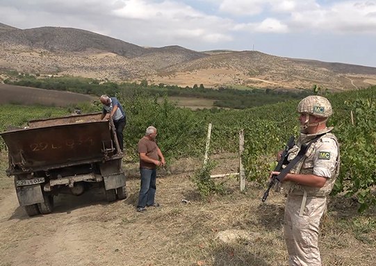 Миротворцы обеспечили безопасный сбор более 500 тонн винограда на пяти плантациях для детей в Нагорном Карабахе