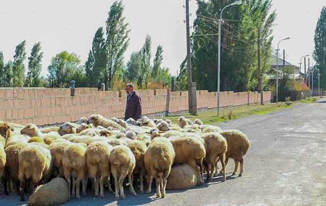 В армянское село вернули угнанное азербайджанцами стадо овец