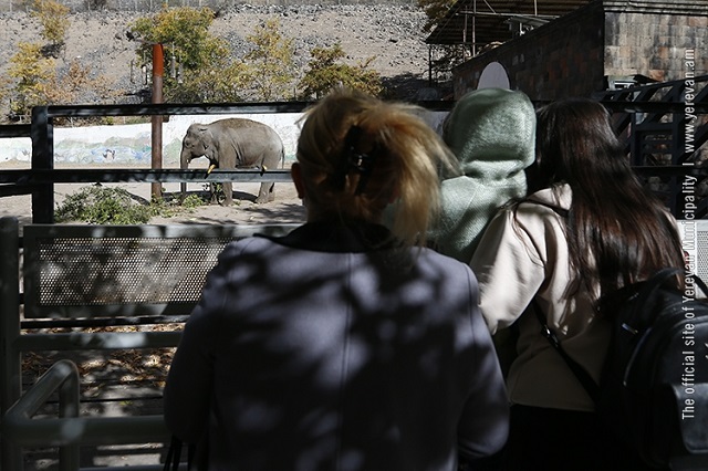 «Вечер мечты» в Ереванском зоопарке