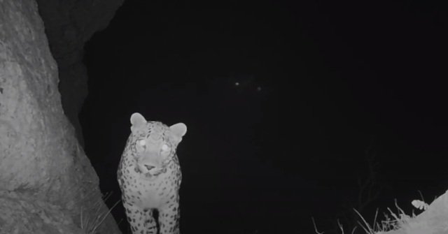 Леопард по кличке Нова вернулся в Араратский район, в Кавказский заповедник биоразнообразия