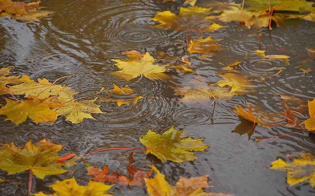 Днем 25-го, 26-го ноября ожидается дождь. С 27-30 ноября ожидается погода без осадков