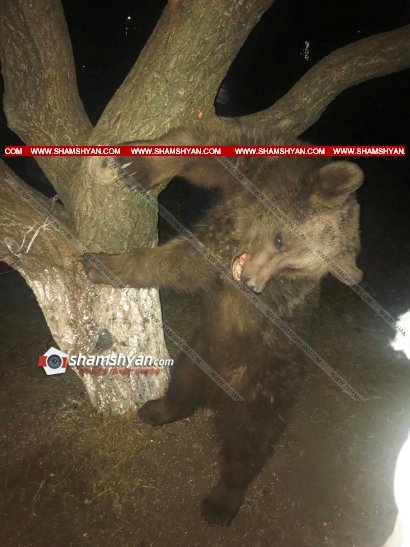В селе Оганаван медвежонок попал в капкан и задохнулся․ Shamshyan.com