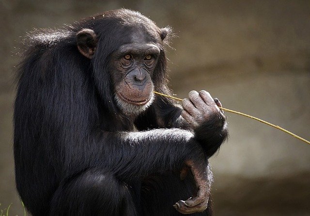 Из-за опасности оспы обезьян, временно запрещен ввоз в Армению приматов и грызунов