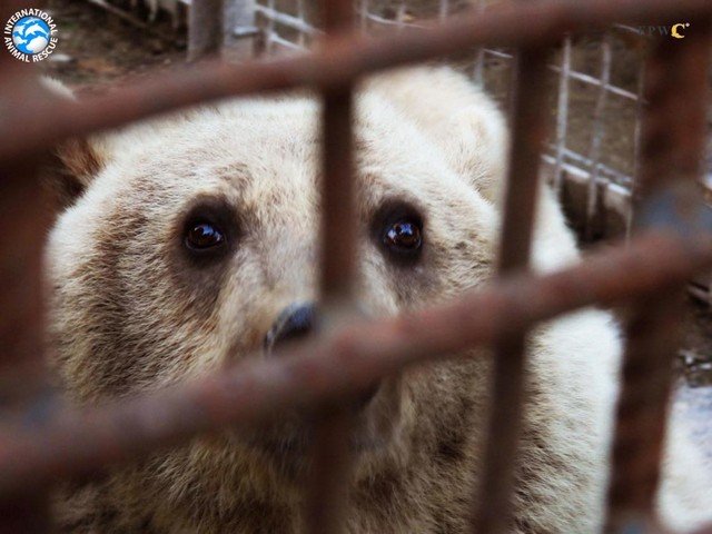 «Шесть медведей переданы Центру спасения и реабилитации диких животных, одну рысь отдали на попечительство Ереванского зоопарка». В Армении 50 медведей содержатся на частных территориях