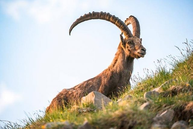 На территории Хосровского заповедника обнаружены останки безоарового козла