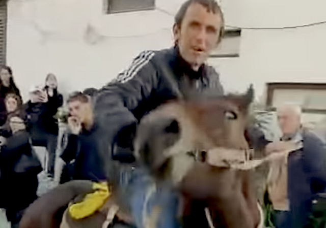 «Избивал коня, затащил его в салон и потом в автобус» — в Абхазии необычное уголовное дело. JAMnews