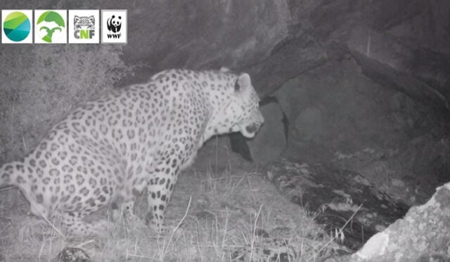 Камеры запечатлели кавказского леопарда